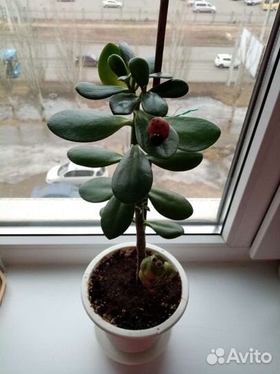 Толстянка (денежное дерево)