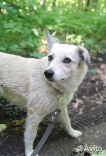 Одинокая Белочка ищет семью