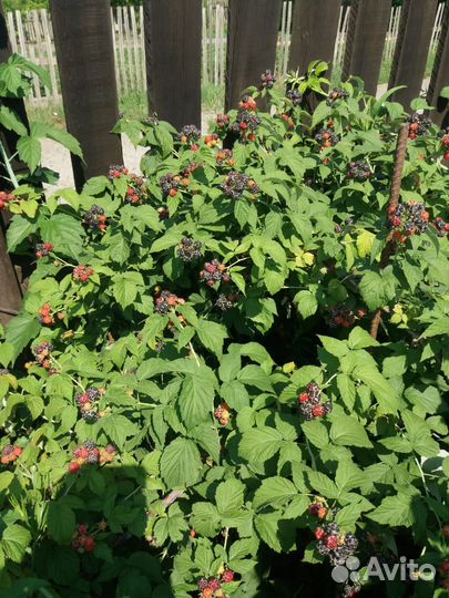 Ежемалина (саженцы)