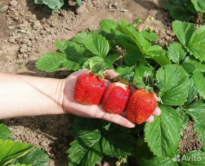 Саженцы клубники сорт Маршал