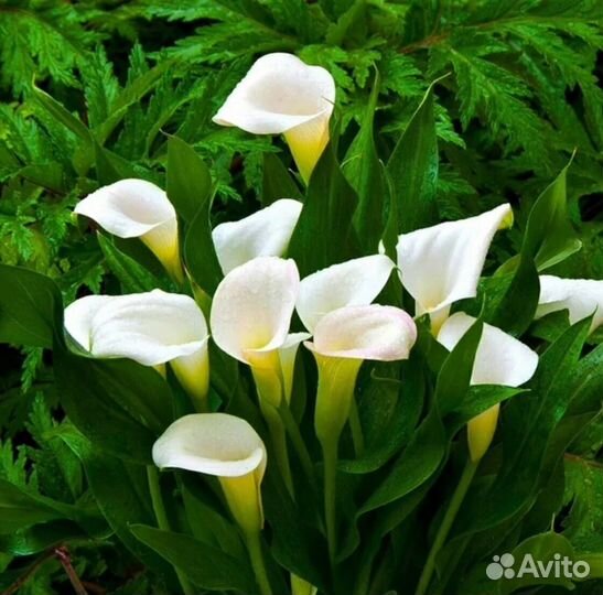 Луковицы каллы