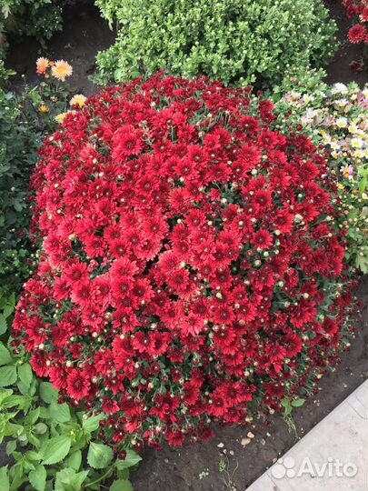 Хризантема мультифлора