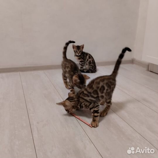 Бенгальские котята