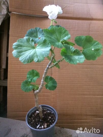 Герань пеларгония белая