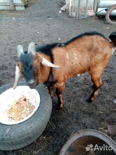 Козлики на племя