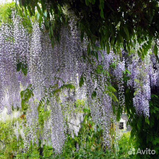 Лианы-Глициния, Кампсис, Жимолость и др