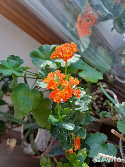 Сортовые фиалки, каланхоэ