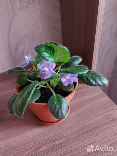 Глоксиния, фиалка
