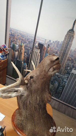 Чучело головы лося