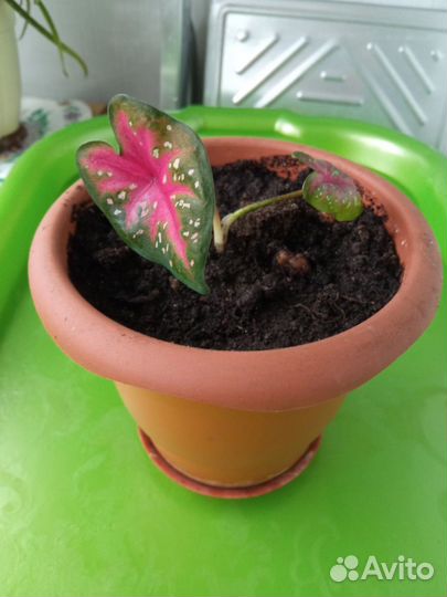 Комнатные растения