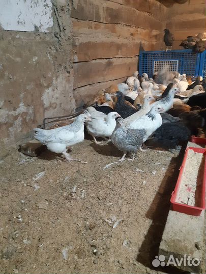 Куры молодки несушки