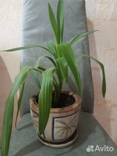 Продам цветы комнатные