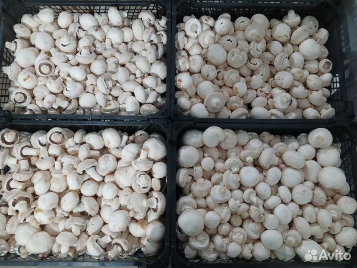 Шампиньоны, вешенки