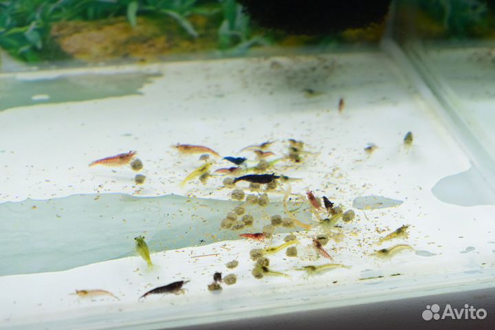 Аквариумные креветки, растения