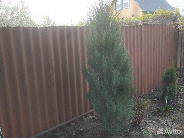 Туя смарагд