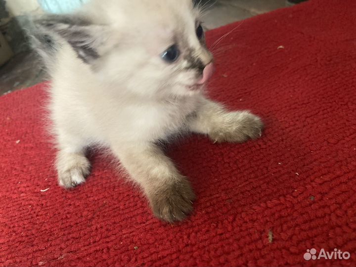 Котята