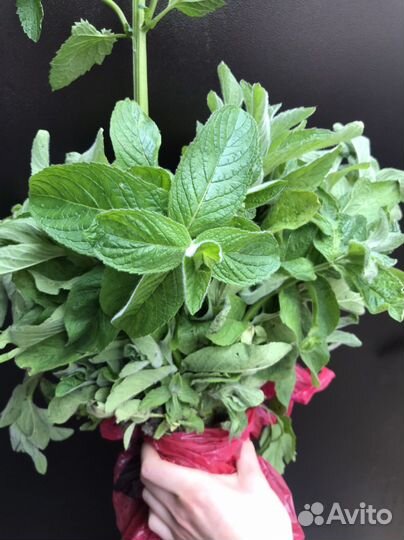 Мята перечная