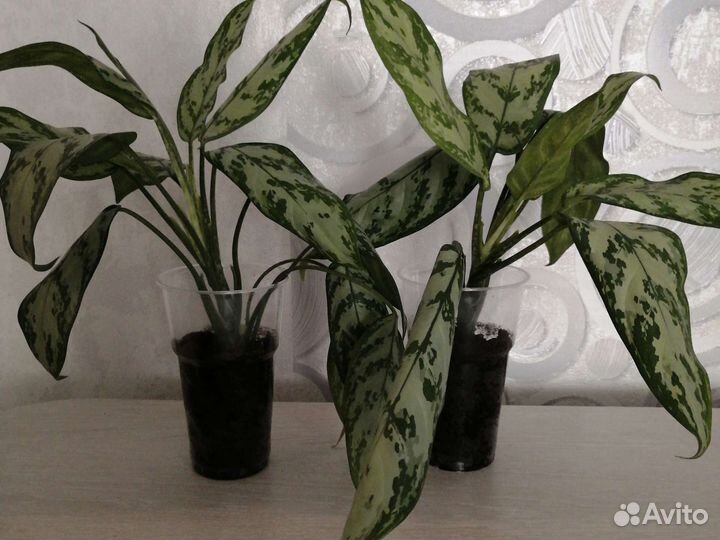 Диффенбахия