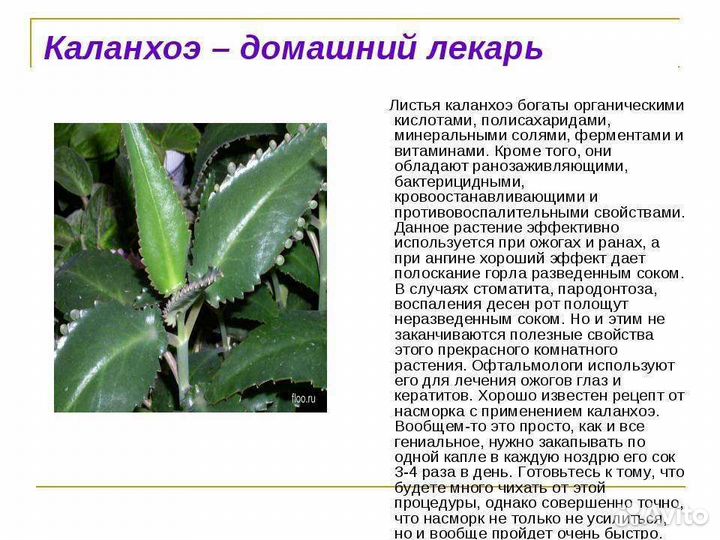 Каланхоэ лечебное