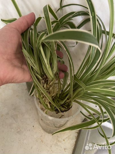 Хлорофитумы и другие цветы