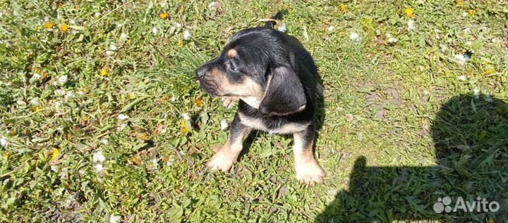 Щенки таксы