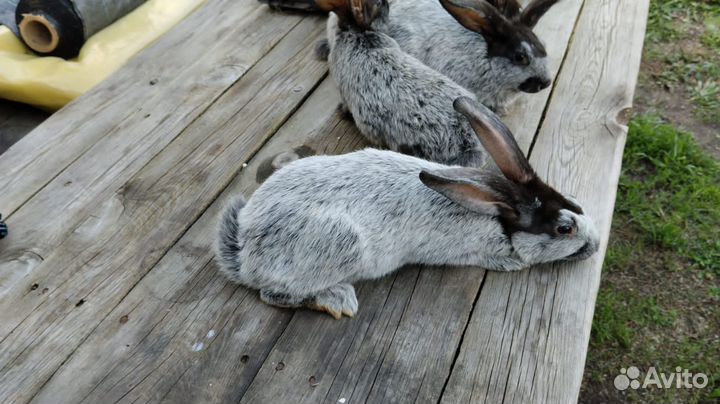 Полтавское серебро