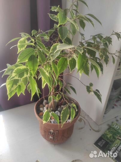 Фикус бенджамина пестролистный