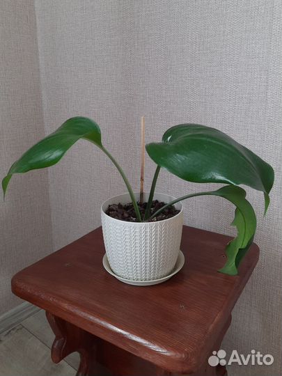 Эухарис амазонская лилия