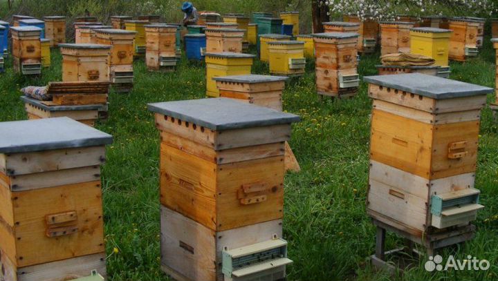 Пчелы и улья