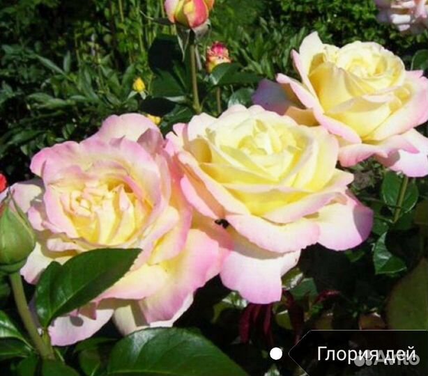 Саженцы роз
