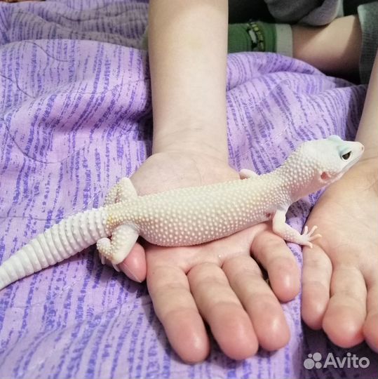 Эублефар самка