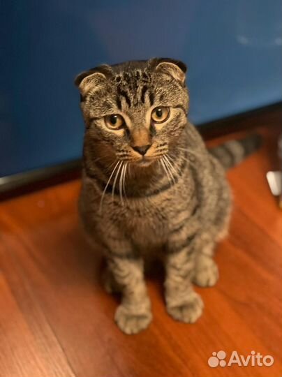 Шотландский кот для вязки вислоухий