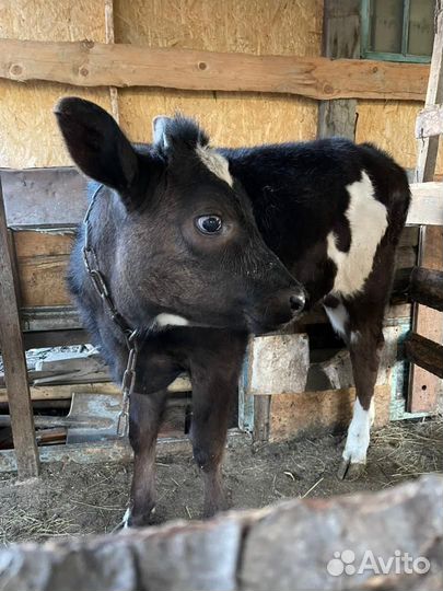 Корова дойная с теленком