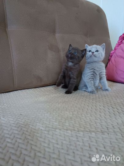 Британские котята