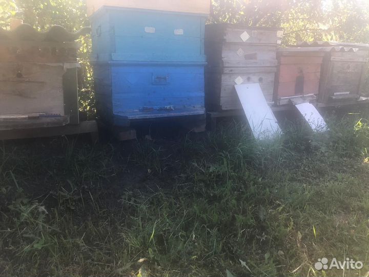 Продается пасека, вместе с пчелами,медом и ульями