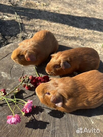 Морские свинки. Английский злотой селф