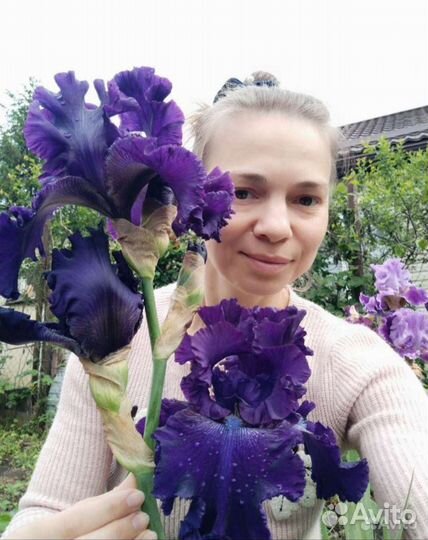 Ирисы сортовые