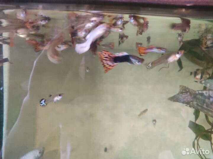 Гуппи рыбки
