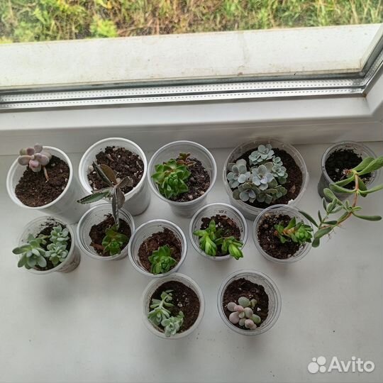 Домашние растения