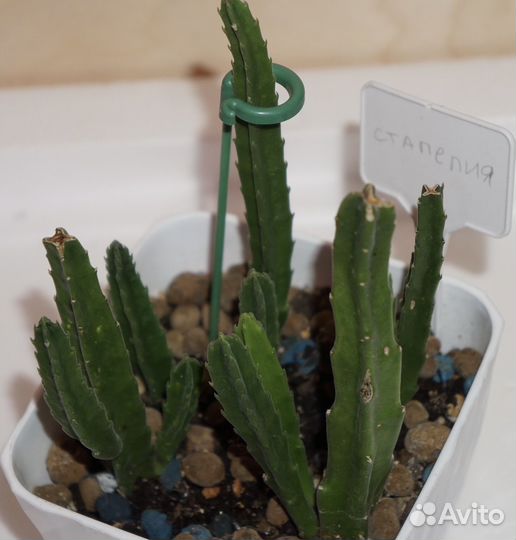 Домашние цветы побеги бесплатно