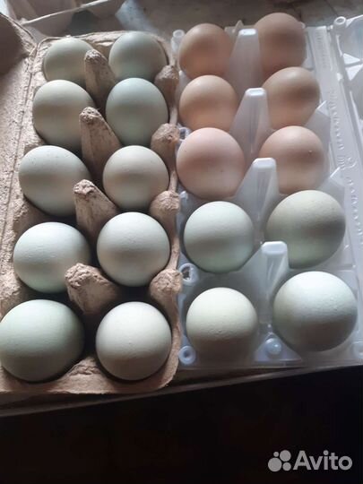 Инкубационное яйцо куриное домашние . цена 20 р