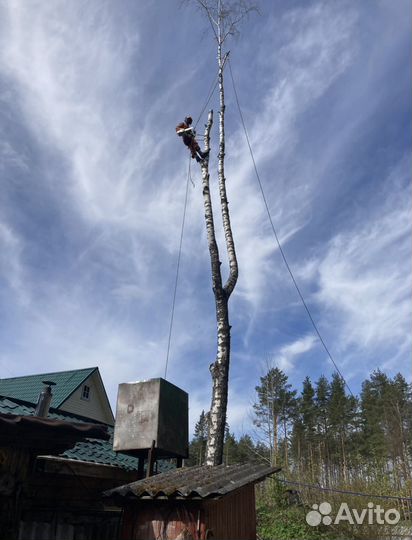 Валка деревьев, обрезка ветвей