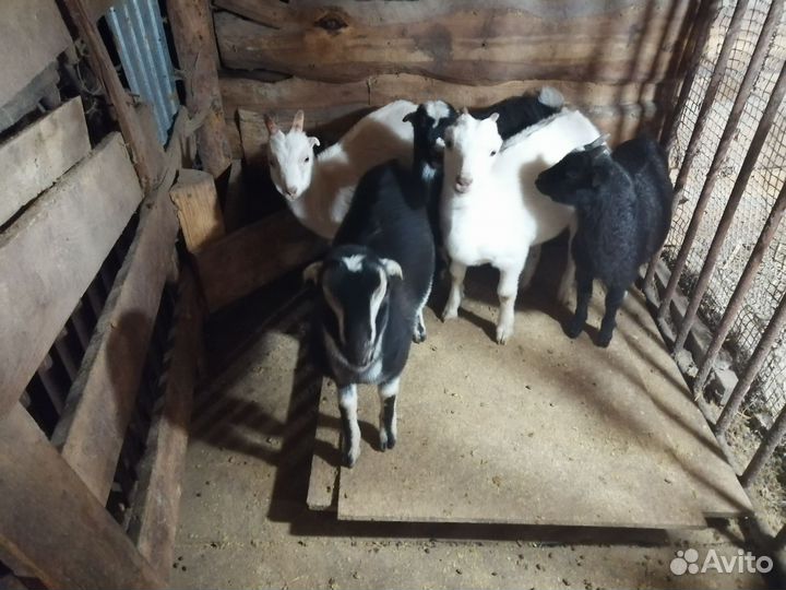 Козы ламанча 3 мес