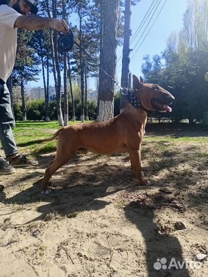 Стандартный бультерьер