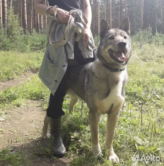Собака бесплатно