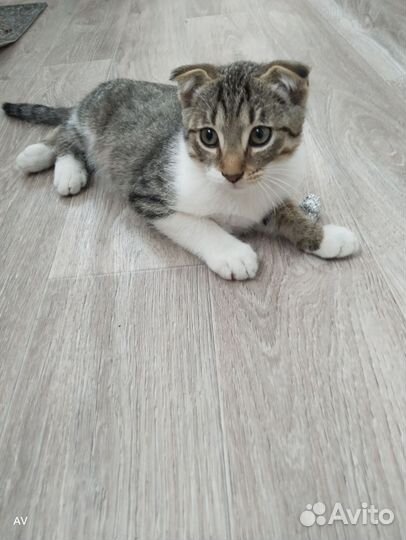 Котята в добрые руки мальчики