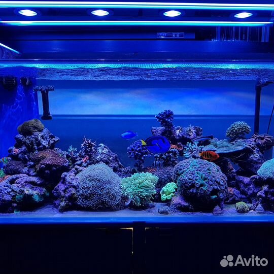 Морской аквариум, пресный аквариум -сервис,услуги