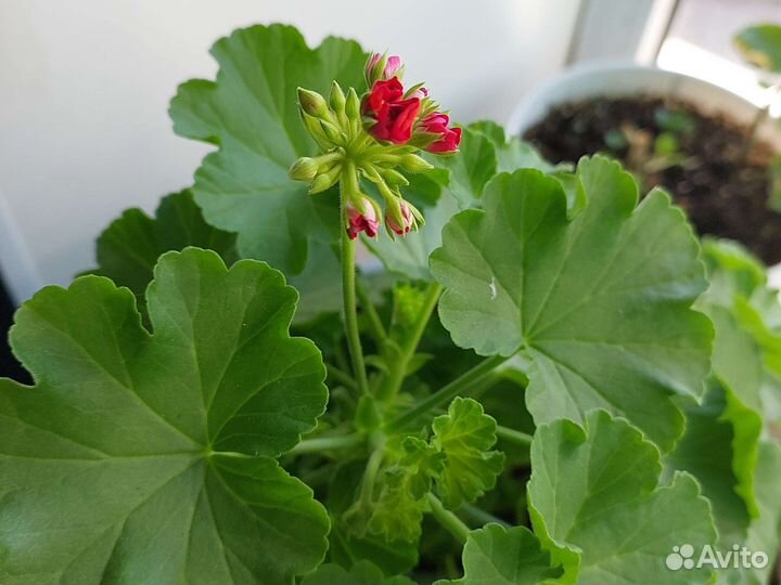 Герань пеларгония цветущее растение