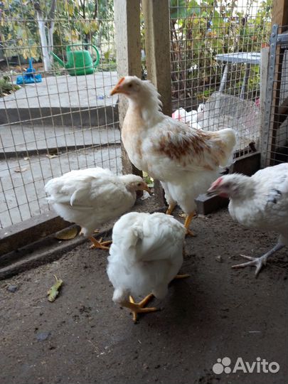 Петушки 5 месяцев