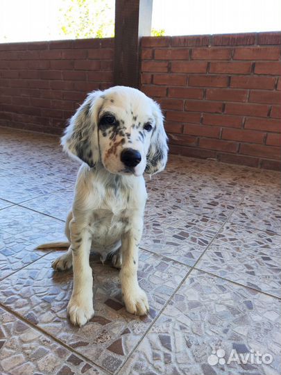 Продам щенков сеттер